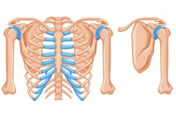 Fractured Ribs